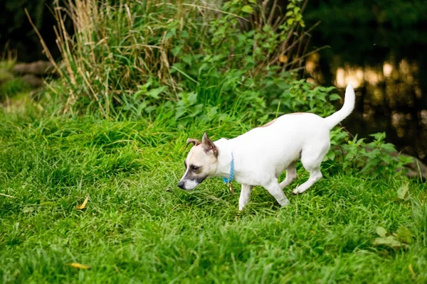 Hund i en park – stockfoto