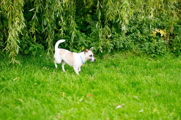 Kutya a parkban — Stock Fotó