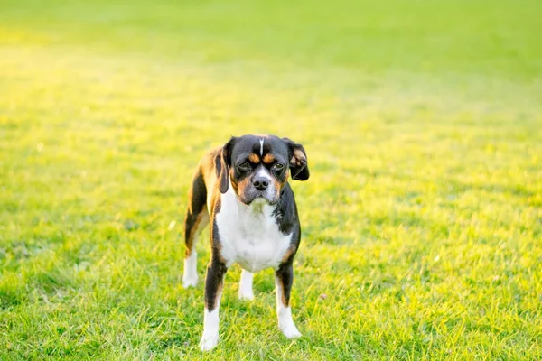 Hund i en park — Stockfoto