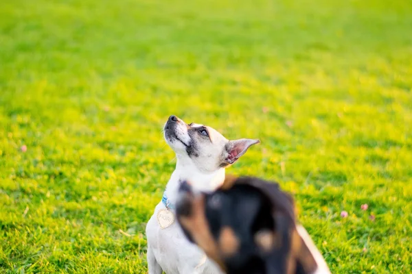 Anjing di taman. — Stok Foto