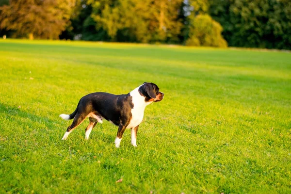 Cão em um parque — Fotografia de Stock