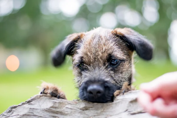 Border Terrier Puppy — Stock Photo, Image