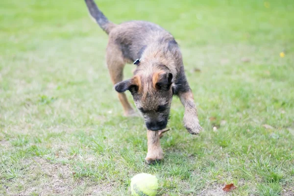 Chiot Border Terrier — Photo