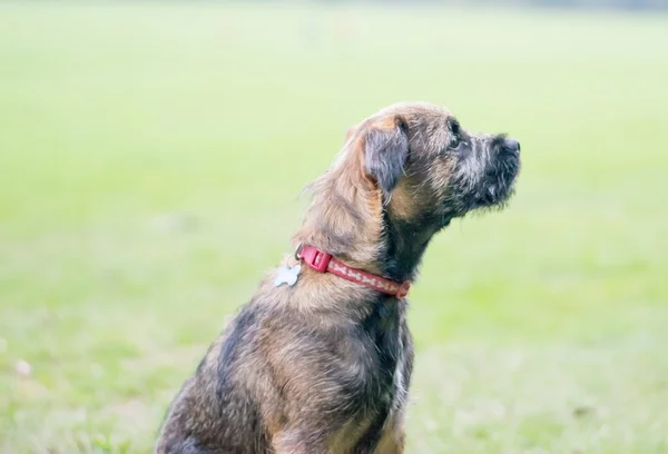 Border Terrier kiskutya — Stock Fotó