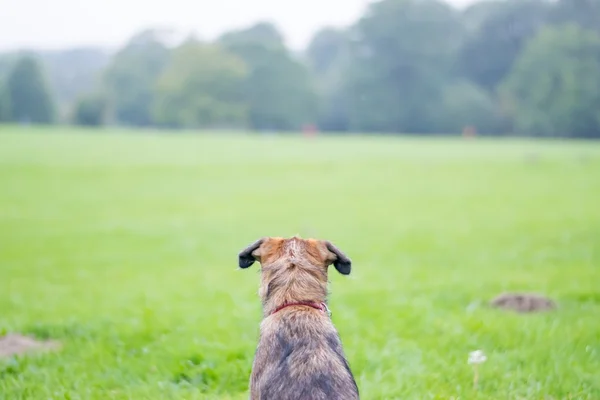 Anjing Perbatasan Terrier — Stok Foto