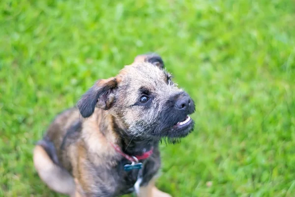 Border Terrier Puppy