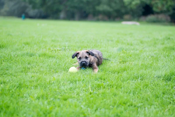 Border Terrier Puppy — Stock Photo, Image