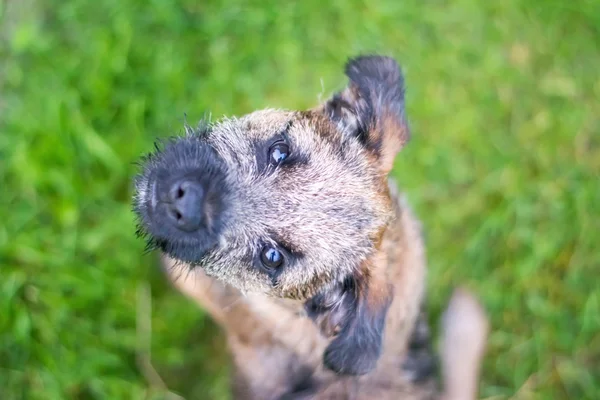 Border Terrier Welpe — Stockfoto