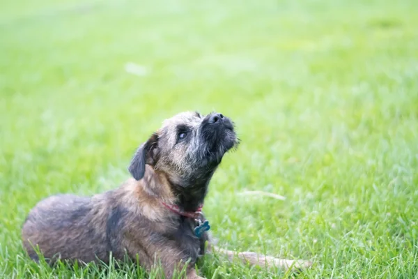 kenar korkunç köpek yavrusu