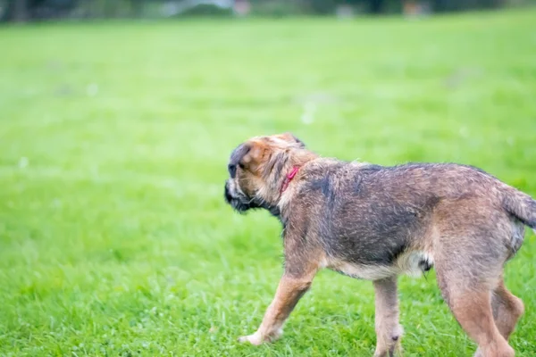 Border Terrier kiskutya — Stock Fotó