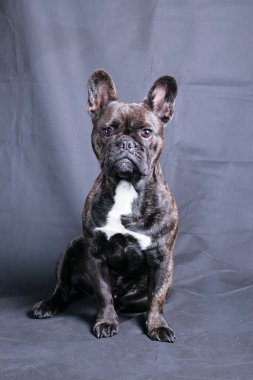 Sevimli Fransız buldozer Studio