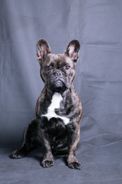 Sevimli Fransız buldozer Studio