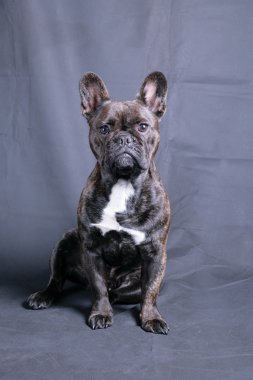 Sevimli Fransız buldozer Studio