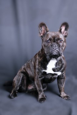 Sevimli Fransız buldozer Studio