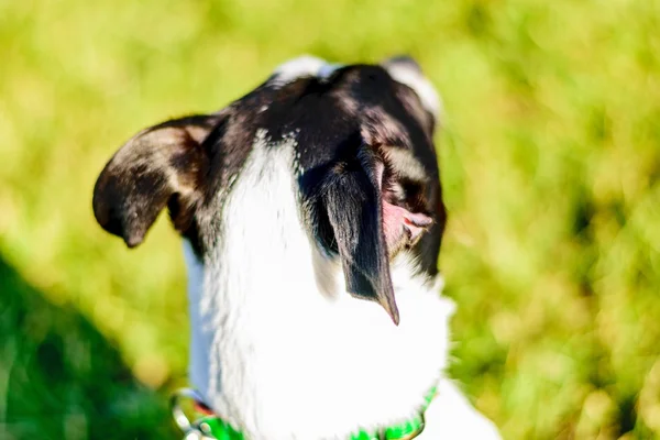 Jack russell kutya — Stock Fotó