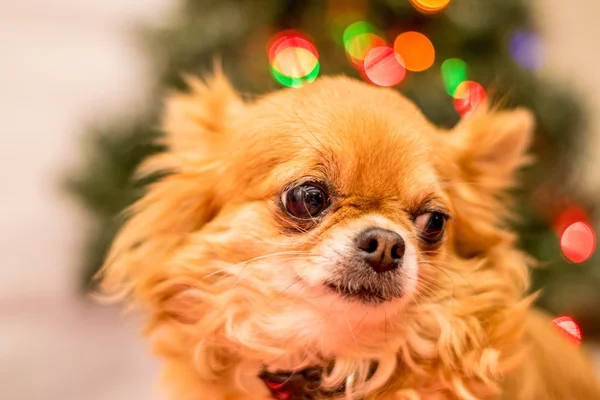 Langhaariger Chihuahua zu Weihnachten — Stockfoto