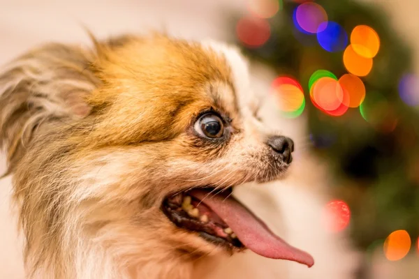 Długowłosy Chihuahua na Boże Narodzenie — Zdjęcie stockowe