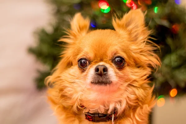 Noel'de uzun saçlı Chihuahua