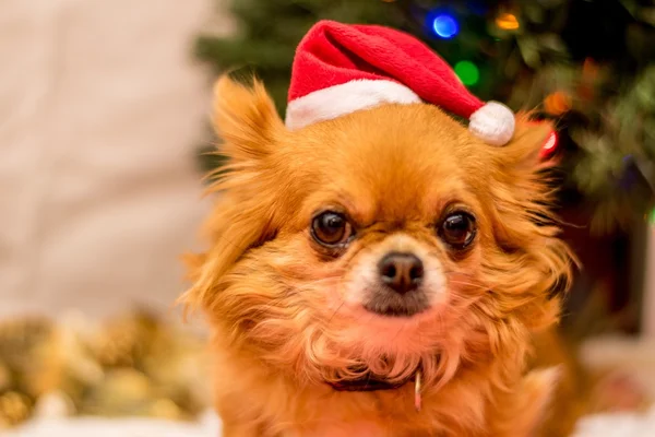 Noel'de uzun saçlı Chihuahua