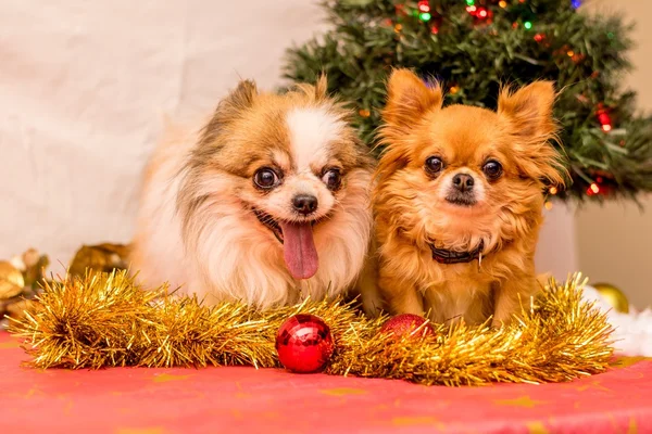 Noel'de uzun saçlı Chihuahua — Stok fotoğraf