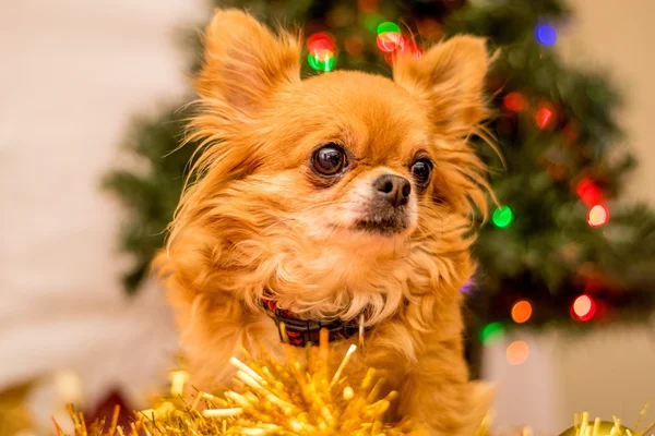 Langhaariger Chihuahua zu Weihnachten — Stockfoto