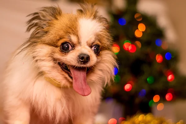 Långhåriga Chihuahua vid jul — Stockfoto