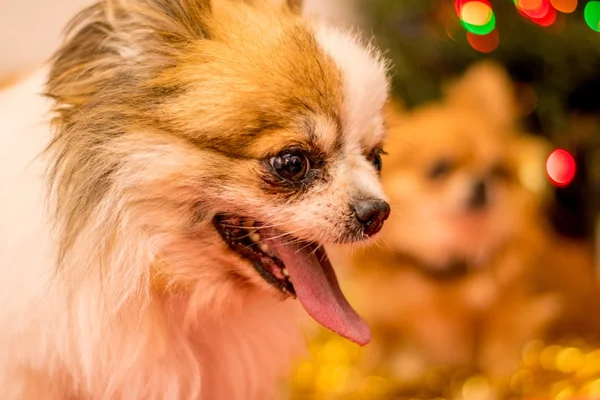 Långhåriga Chihuahua vid jul — Stockfoto