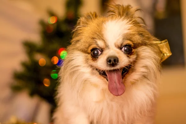 Długowłosy Chihuahua na Boże Narodzenie — Zdjęcie stockowe