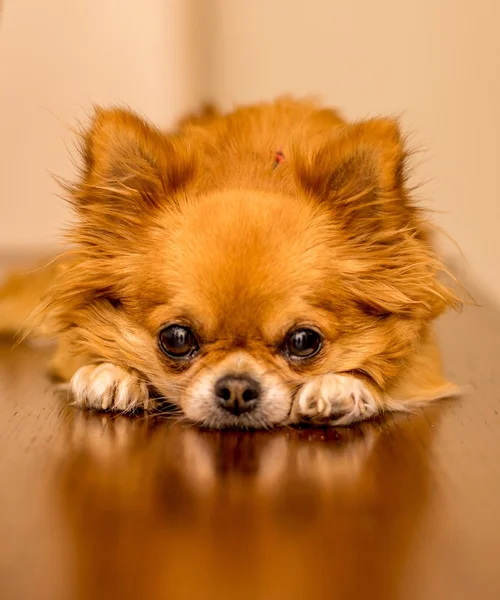 Chihuahua dai capelli lunghi a Natale — Foto Stock