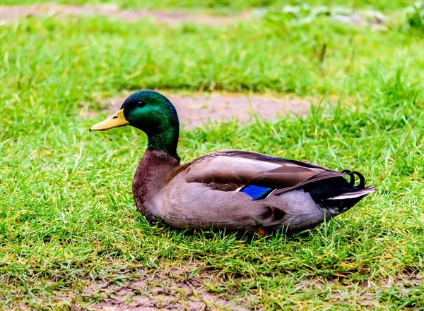 Nahaufnahme einer Ente — Stockfoto