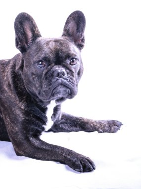 Beyaz erkek Fransız buldozer