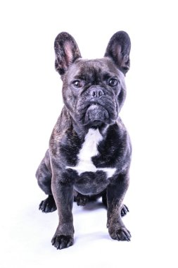 Beyaz erkek Fransız buldozer