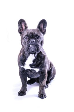 Beyaz erkek Fransız buldozer