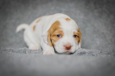 Çok güzel 4 haftalık cocker spaniel puppies