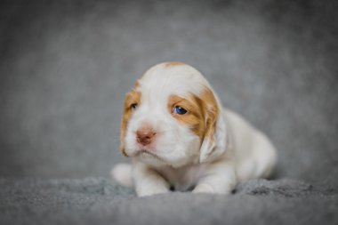 Çok güzel 4 haftalık cocker spaniel puppies