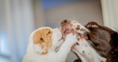 Çok güzel 4 haftalık cocker spaniel puppies