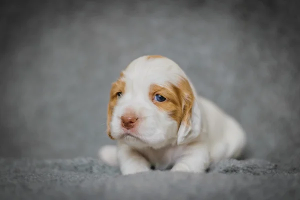 Entzückende 4 Wochen alte Cocker Spaniel Welpen — Stockfoto