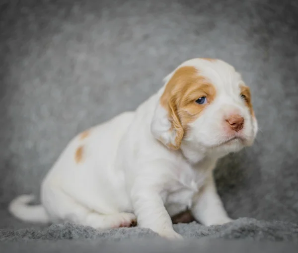 Entzückende 4 Wochen alte Cocker Spaniel Welpen — Stockfoto