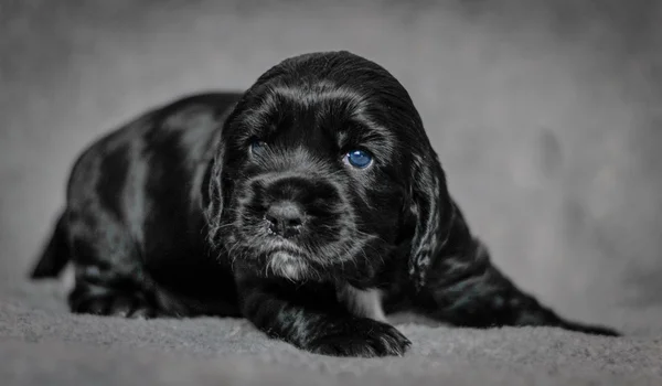 Entzückende 4 Wochen alte Cocker Spaniel Welpen — Stockfoto