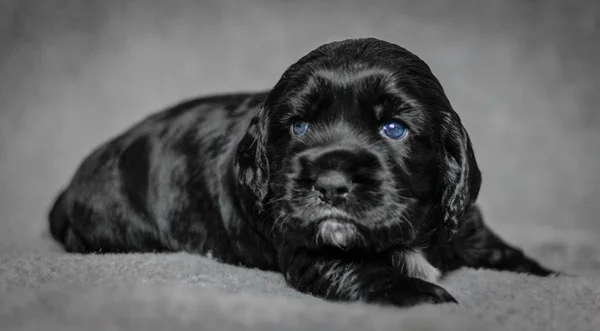 Adorable 4 week old cocker spaniel puppies — Stock Photo, Image