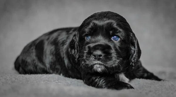 可爱的 4 周龄可卡犬幼犬 — 图库照片