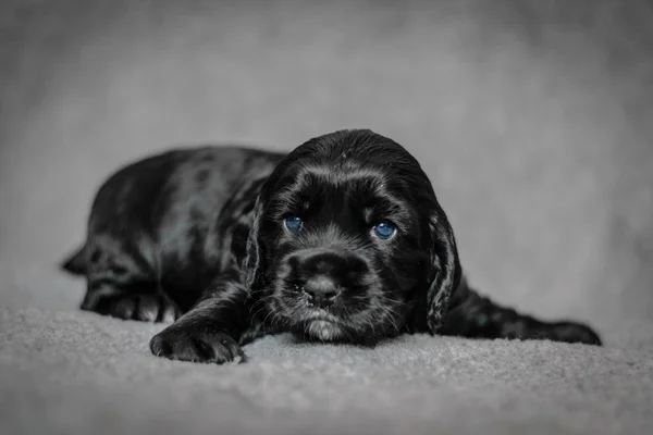 Entzückende 4 Wochen alte Cocker Spaniel Welpen — Stockfoto