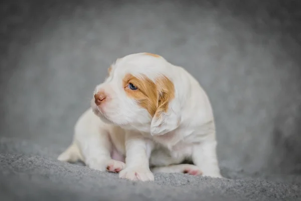 Entzückende 4 Wochen alte Cocker Spaniel Welpen — Stockfoto