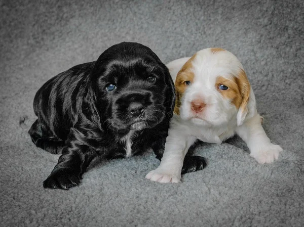 Entzückende 4 Wochen alte Cocker Spaniel Welpen — Stockfoto