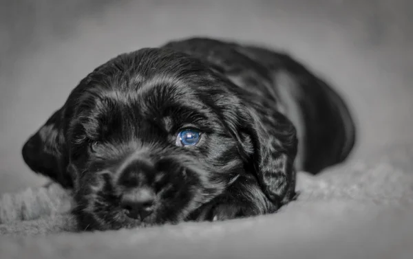 블랙 강아지 — 스톡 사진
