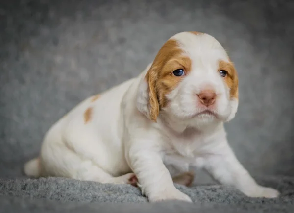 Entzückende 4 Wochen alte Cocker Spaniel Welpen — Stockfoto