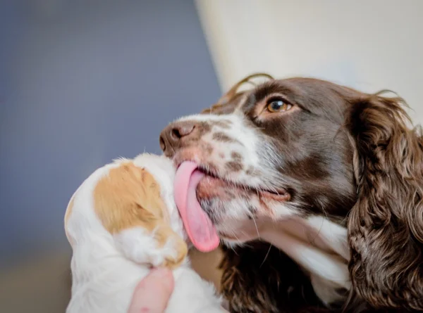 Çok güzel 4 haftalık cocker spaniel puppies