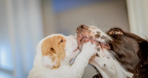Çok güzel 4 haftalık cocker spaniel puppies