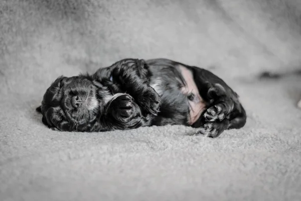 Entzückende 4 Wochen alte Cocker Spaniel Welpen — Stockfoto