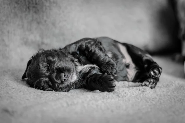 Adorable 4 semanas viejo cocker spaniel cachorros —  Fotos de Stock